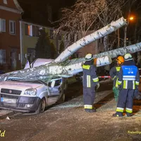 symbolbild_baum_auf_fahrbahn.png